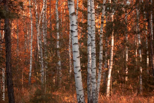 Fototapeta samoprzylepna Kolorowe liście na drzewach brzóz jesienią