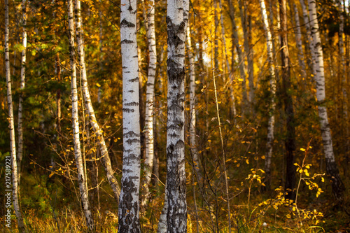 Fototapeta Naklejka Na Ścianę i Meble -  Birches in the forest in autumn as a background