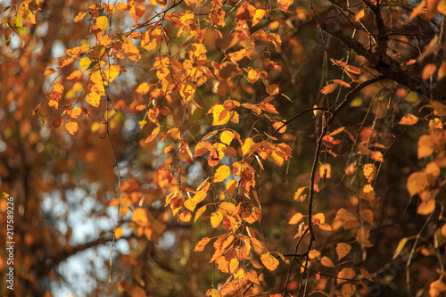 Leaves on a tree in autumn as a background