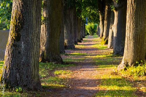 Fotografie Scenic abandoned and old tree avenue with trees lined up after each other in the