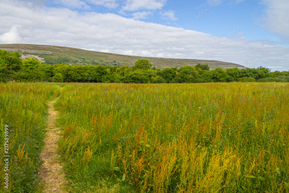 Hiking trail with Mountain and vegetation in Ballyvaughan