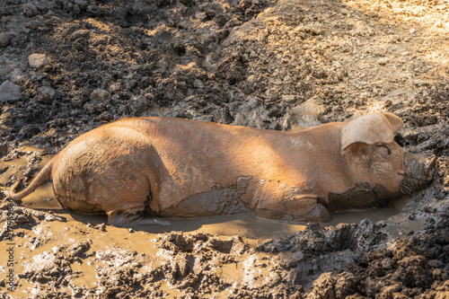 Young pig enjoying dirt bath