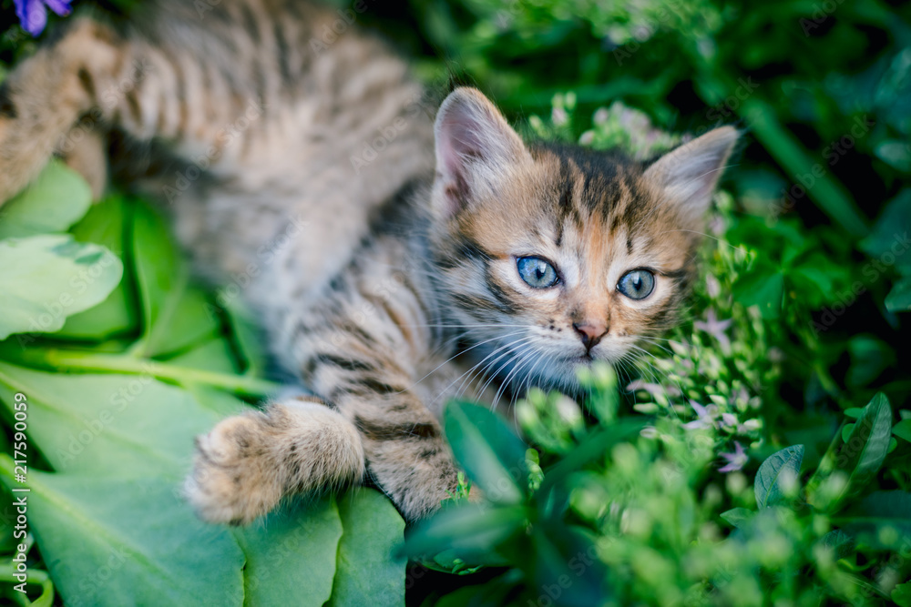 Cute tabby little kitten in the grass
