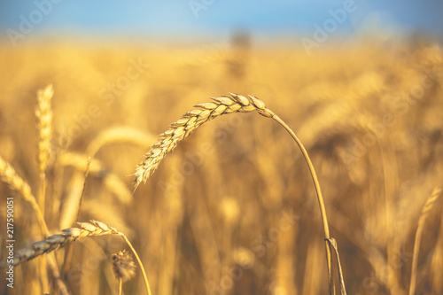Wheat on the field. Plant, nature, rye