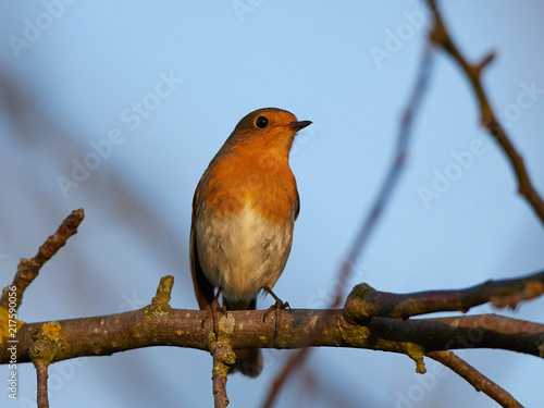 European robin (Erithacus rubecula)