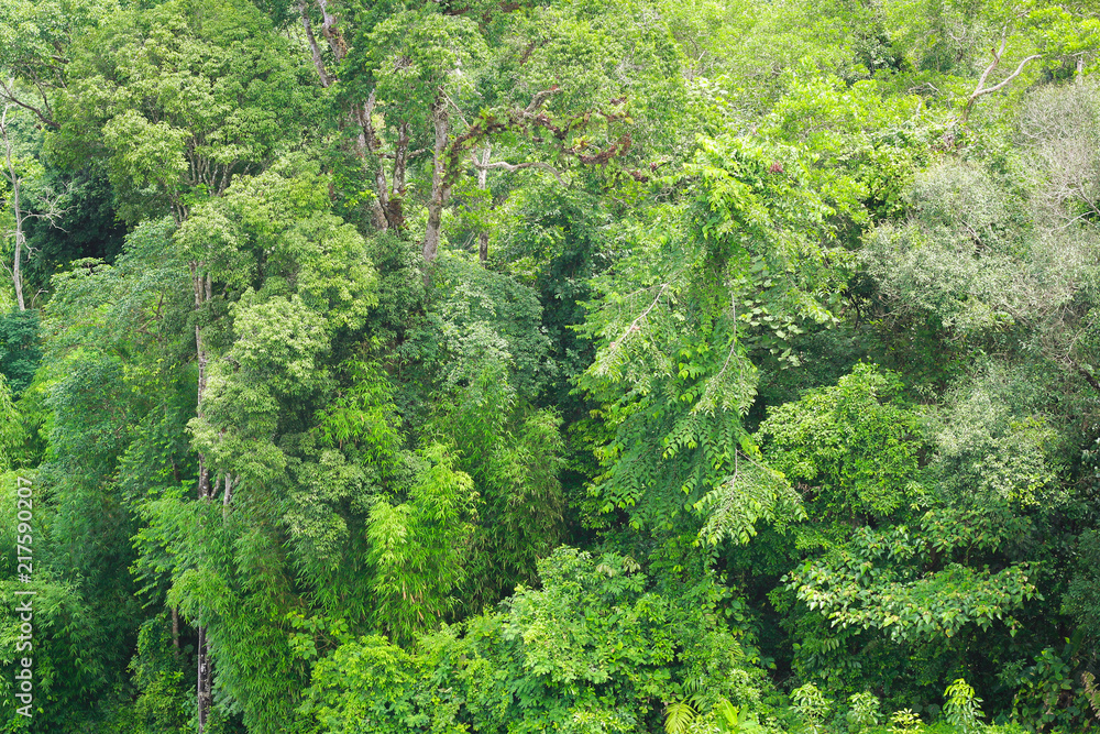 beautiful landscape nature in the morning. Green plant and tree at rain forest mountain beautiful landscape nature in the morning. Green plant and tree at rain forest mountain