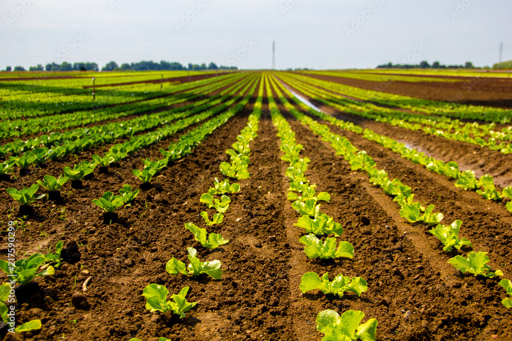 Growing young lettuce for salad at a farm field with brown soil