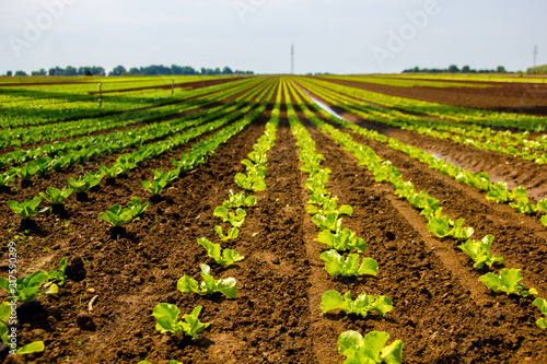 Growing young lettuce for salad at a farm field with brown soil