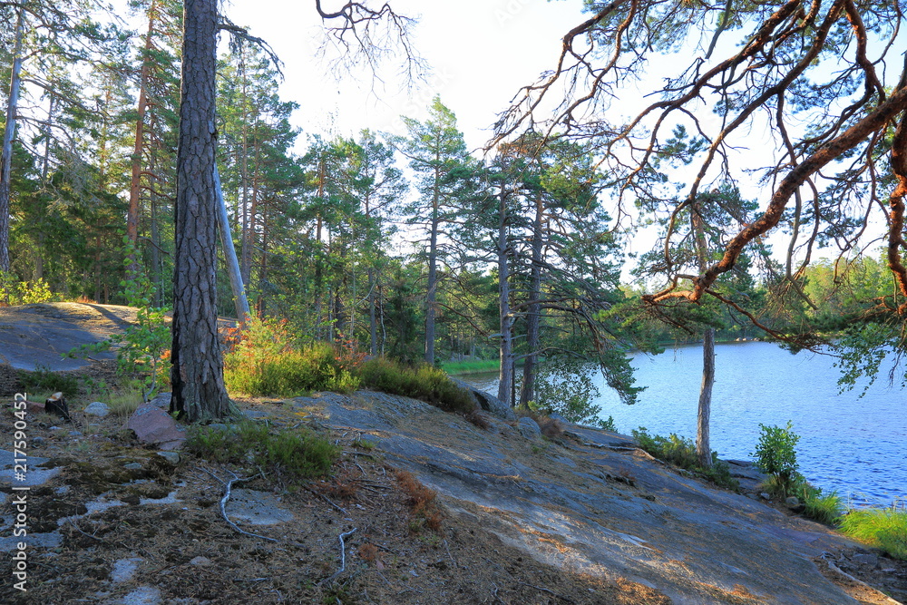 Obraz premium Beautiful view on lake through green tall trees on a top of rocks. Gorgeous nature landscape backgrounds. Sweden, Europe.