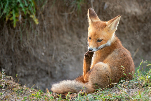 Little Red Fox cleans his paw sitting near his hole © Tatiana