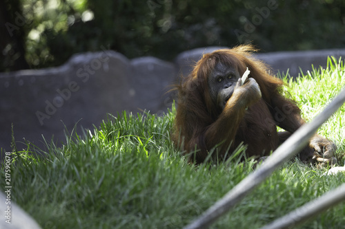 Orangutang Eating