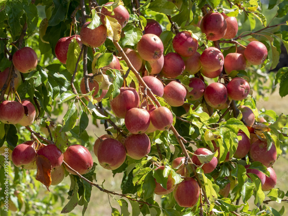 Pommes et pommiers de culture biologique. Pommes et pommiers de culture biologique.