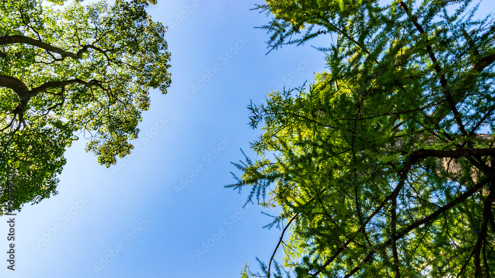 Fototapeta premium Trees and sky