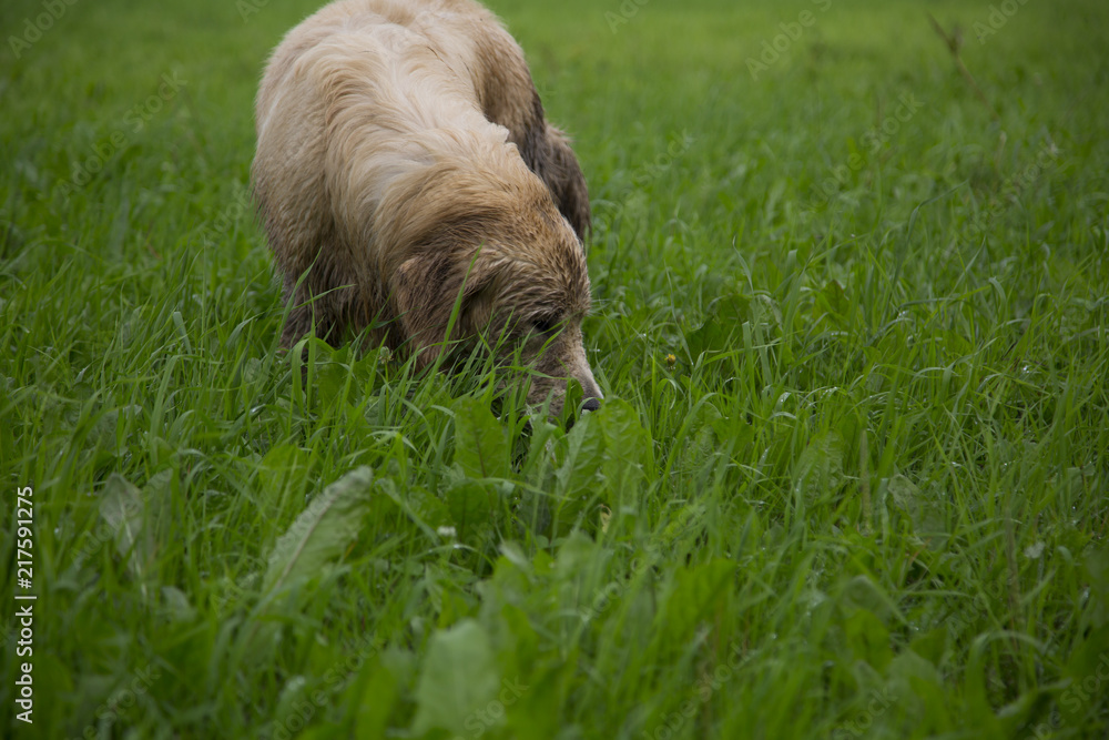 Fototapeta premium Dirty Golden Retriever