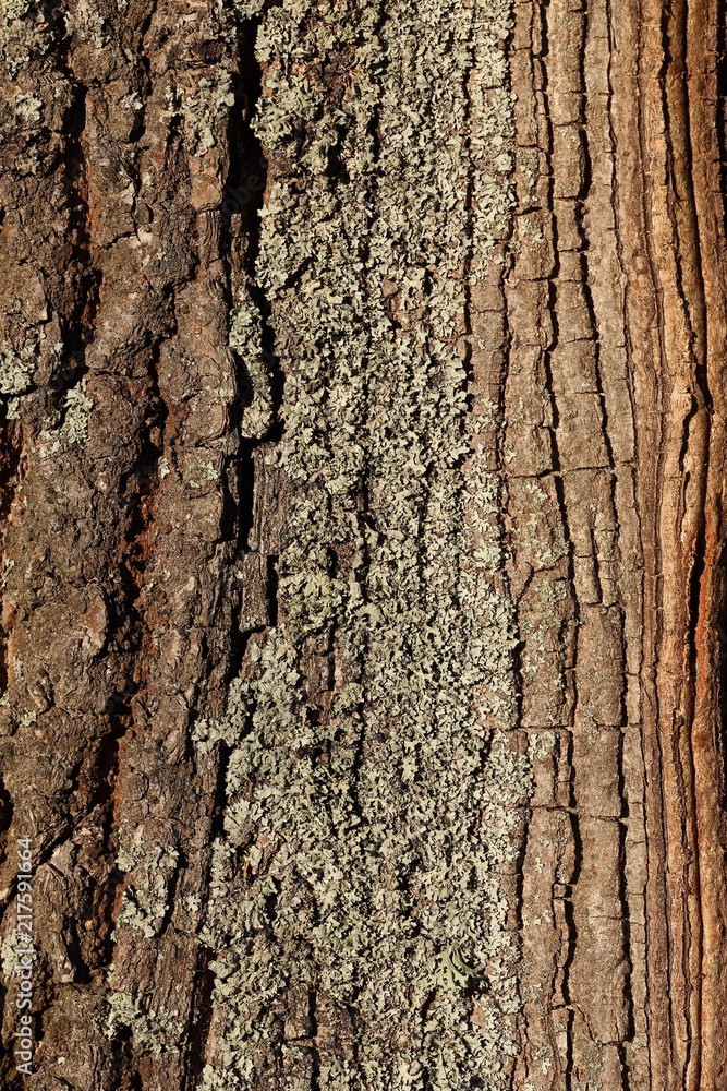 Oak bark close-up. Texture of a tree bark close-up. Vertical composition.