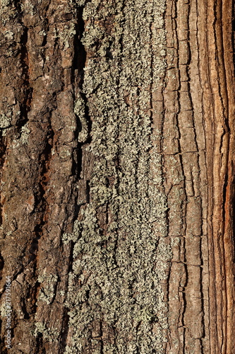 Oak bark close-up. Texture of a tree bark close-up. Vertical composition.