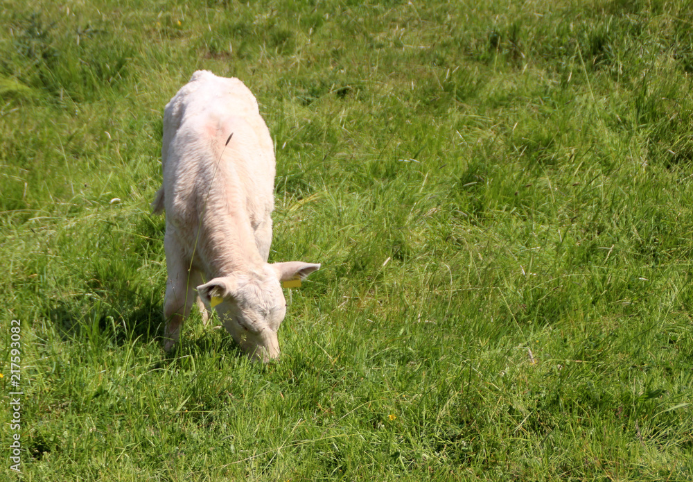 white cattle calf pasture on green meadow white cattle calf pasture on green meadow