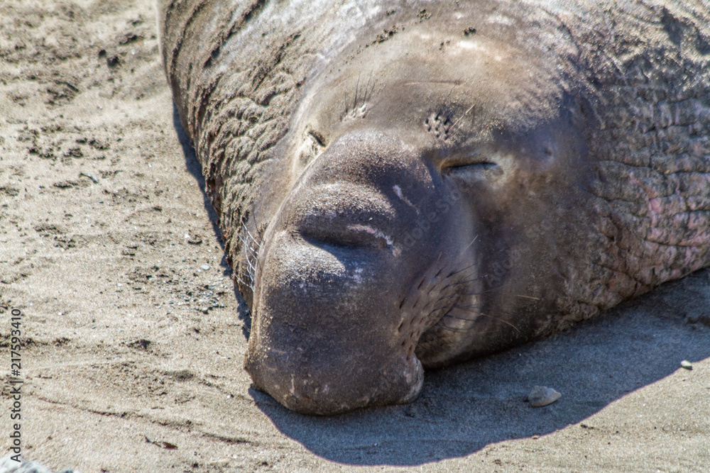 Elephant Seal Asleep on the Beach Elephant Seal Asleep on the Beach