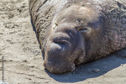 Elephant Seal Asleep on the Beach