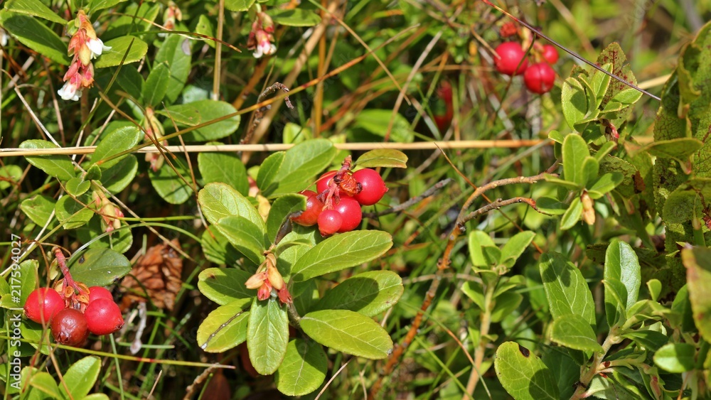Preiselbeere (Vaccinium vitis-idaea) mit Blüten und Früchten auf dem Kahlen Asten
Preiselbeere (Vaccinium vitis-idaea) mit Blüten und Früchten auf dem Kahlen Asten