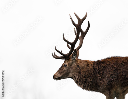 red deer stag