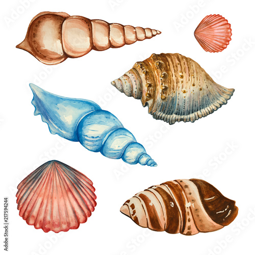 Set of watercolor seashells