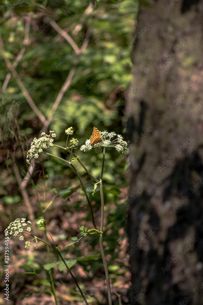 Orange butterfly with black dot pattern on a flower (Goransko jezero, Bosnia) Orange butterfly with black dot pattern on a flower (Goransko jezero, Bosnia)