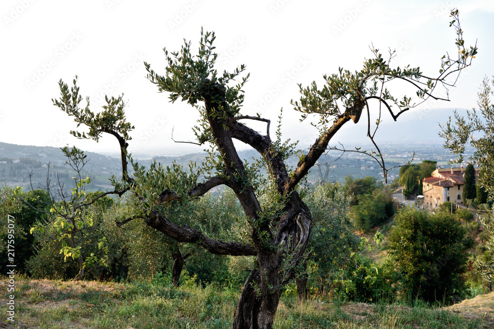 The hill of Tuscany, paradise is next /Tuscany My country My love The hill of Tuscany, paradise is next /Tuscany My country My love