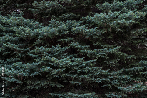 White spruce tree with pine needles 