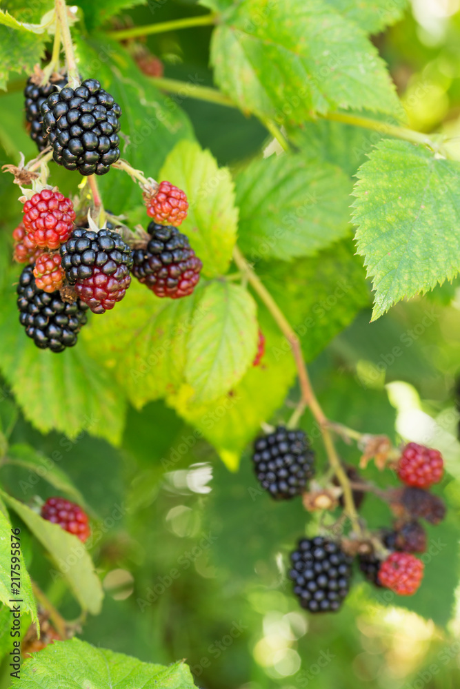 ripen on a bush in a blackberry orchard ripen on a bush in a blackberry orchard