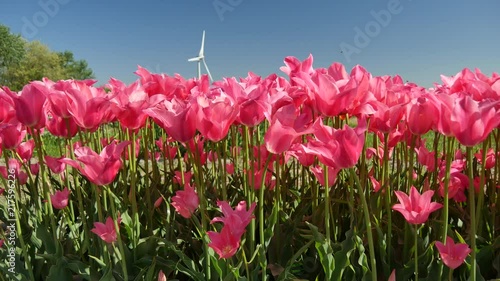 Campagna in Olanda fioritura dei tulipani photo