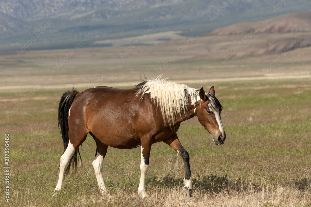 Majestic Wild Horse in Utah