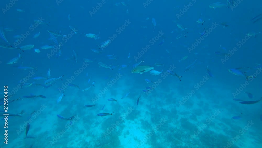 School of Yellowfin goatfish Mulloides vanicolensis School of Yellowfin goatfish Mulloides vanicolensis