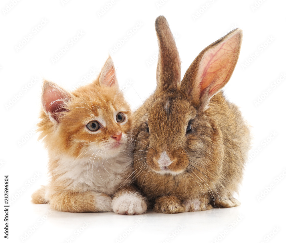 Red cat and rabbit. Red cat and rabbit.