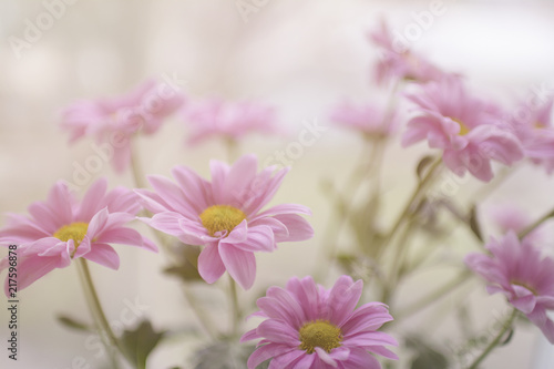 Pink flowers close up background