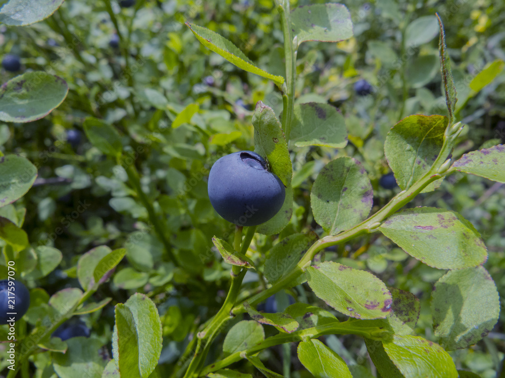 Ripe blueberries in the forest