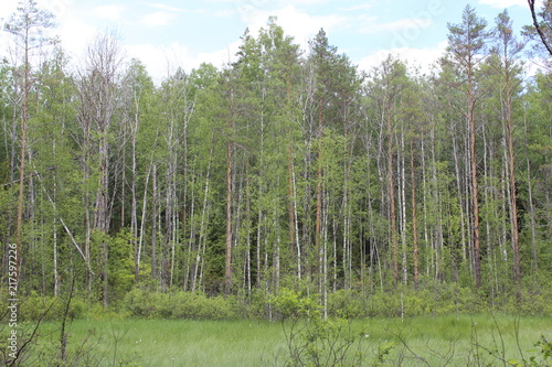 In the Russian forest photo