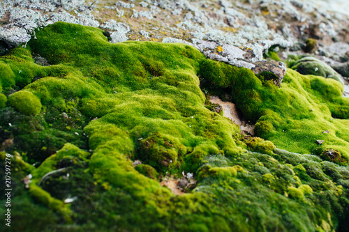 Moss background texture