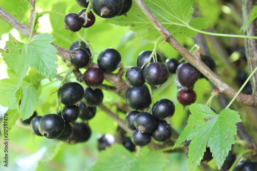 Black currant berries