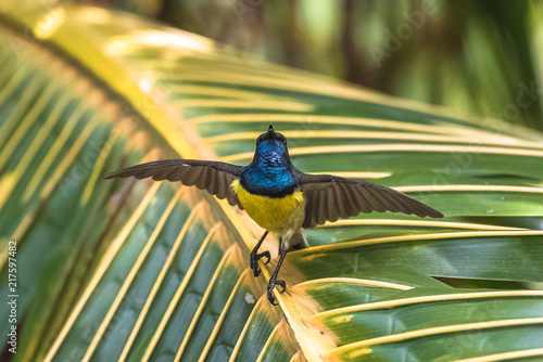 Newton's sunbird, male, beautiful bird in Sao Tome and Principe, Anabathmis newtonii
 photo