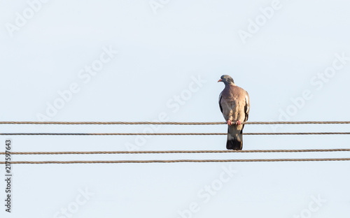 Alone bird pigeon on power cable.