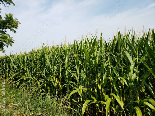 Looking down the edge of a corn field, so many mysterious things happen in those fields. Whats in there? Kids,Aliens, crop circles...Whats in your corn field?