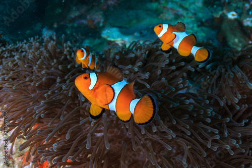 Clownfish swimming on a tropical coral reef in the Mergui Archipelago, Myanmar