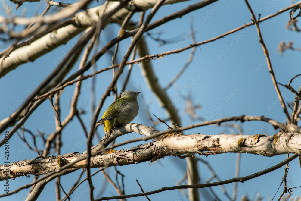 Picus canus Picus canus
