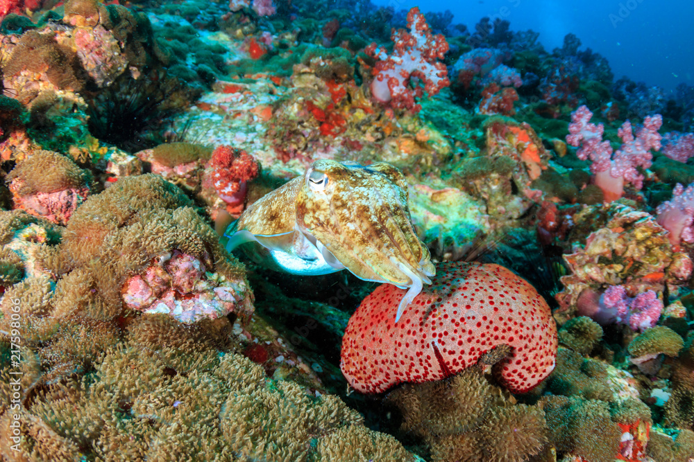 Fototapeta premium A cuttlefish on a murky tropical coral reef in Myanmar