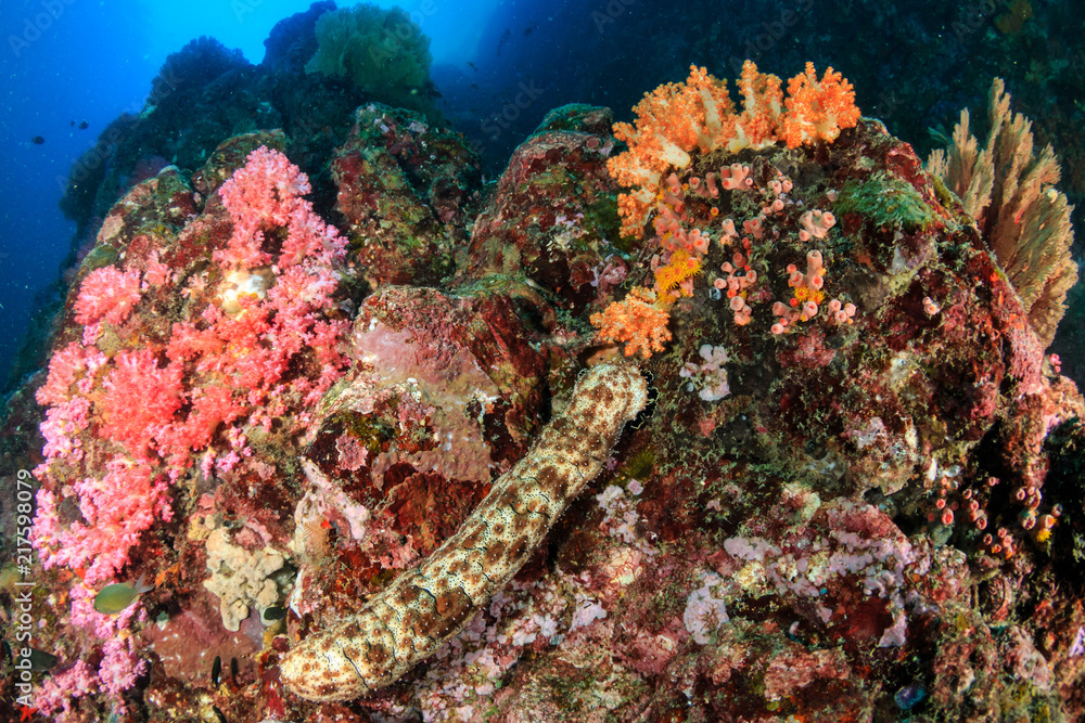Sea Cucumber on a colorful tropical coral reef