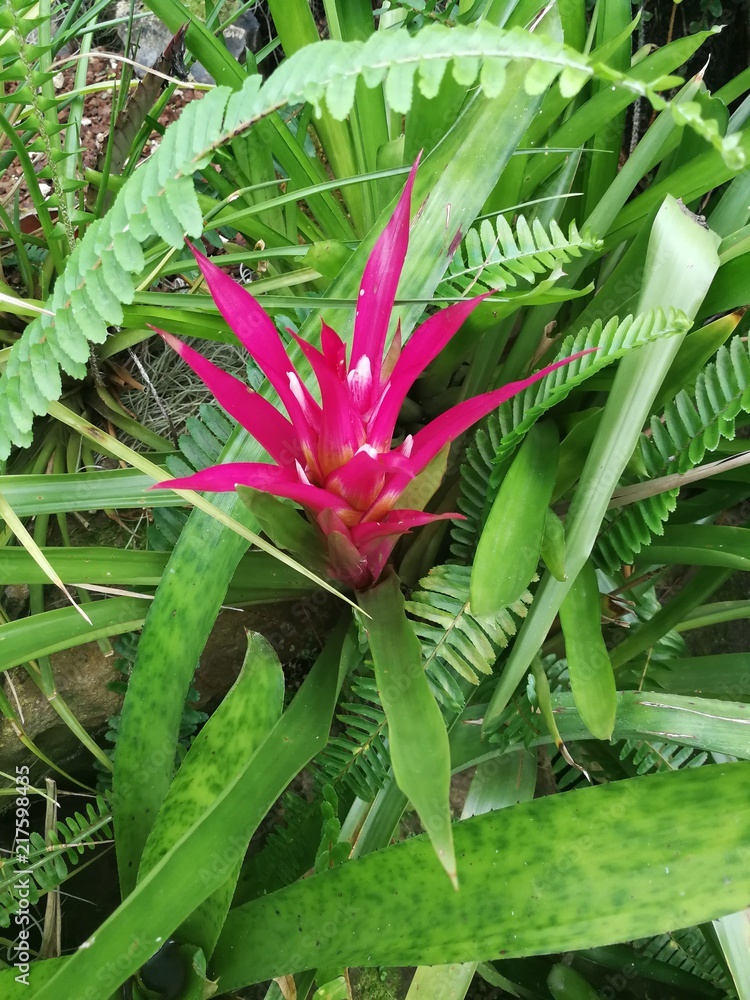 Obraz premium Flower in a garden