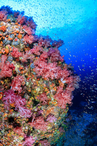 Tropical fish swimming around a vibrant, colorful tropical coral reef