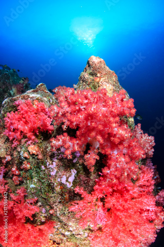 Tropical fish swimming around a vibrant, colorful tropical coral reef