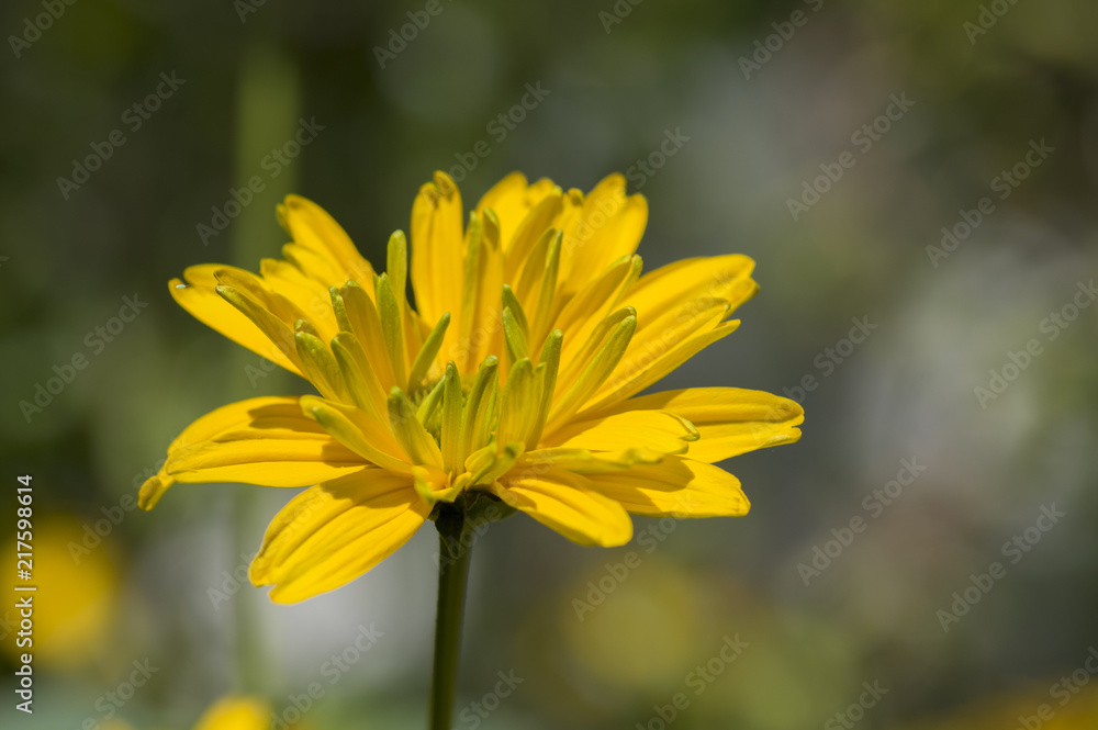 Fototapeta premium Heliopsis helianthoides yellow high garden ornamental flowers in bloom
